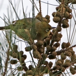 Zosterops lateralis at Fyshwick, ACT - 6 Feb 2020 12:53 PM