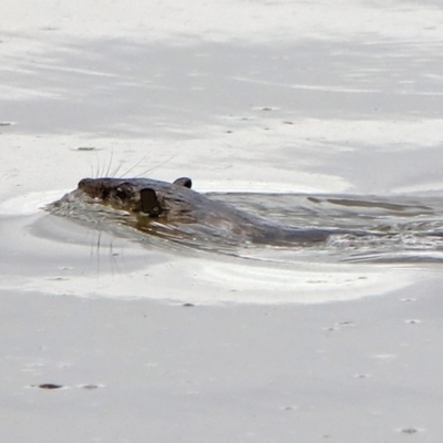 Hydromys chrysogaster (Rakali or Water Rat) at Jerrabomberra Wetlands - 6 Feb 2020 by RodDeb