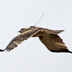 Hieraaetus morphnoides (Little Eagle) by RodDeb