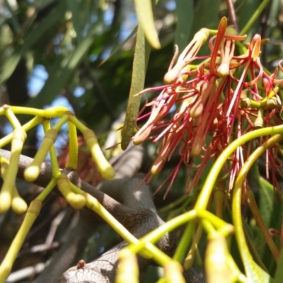 Amyema miquelii (Box Mistletoe) at Rugosa - 4 Feb 2020 by SenexRugosus