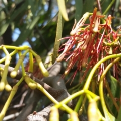 Amyema miquelii (Box Mistletoe) at Yass River, NSW - 4 Feb 2020 by SenexRugosus