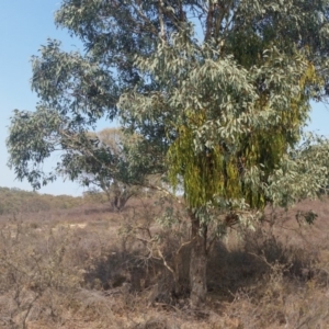 Amyema miquelii at Yass River, NSW - 5 Feb 2020