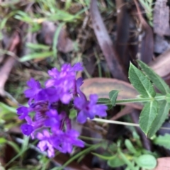 Verbena rigida (Veined Verbena) at Conjola, NSW - 8 Feb 2020 by Tanya