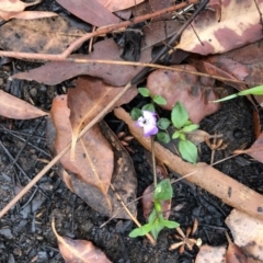 Unidentified Other Wildflower or Herb at Conjola, NSW - 8 Feb 2020 by Tanya