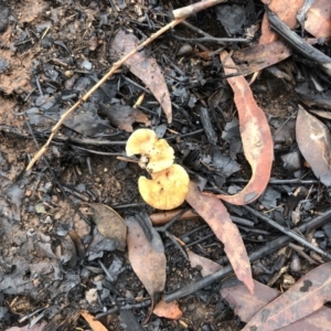 Agarics gilled fungi at Bendalong, NSW - 8 Feb 2020