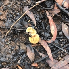 Agarics gilled fungi at Bendalong, NSW - 8 Feb 2020 by Tanya