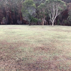 Chenonetta jubata at Bendalong, NSW - 7 Feb 2020 12:30 PM