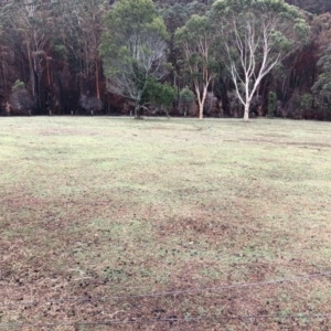 Chenonetta jubata at Bendalong, NSW - 7 Feb 2020
