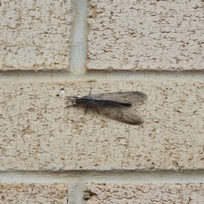 Myrmeleontidae (family) (Unidentified Antlion Lacewing) at Acton, ACT - 6 Feb 2020 by shoko