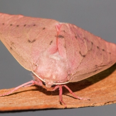 Arhodia lasiocamparia (Pink Arhodia) at Black Mountain - 24 Jan 2018 by Thommo17