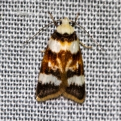 Catacometes phanozona (A Concealer moth (Wingia group)) at Paddys River, ACT - 11 Nov 2018 by Thommo17