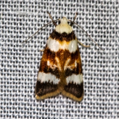 Catacometes phanozona (A Concealer moth (Wingia group)) at Paddys River, ACT - 11 Nov 2018 by Thommo17