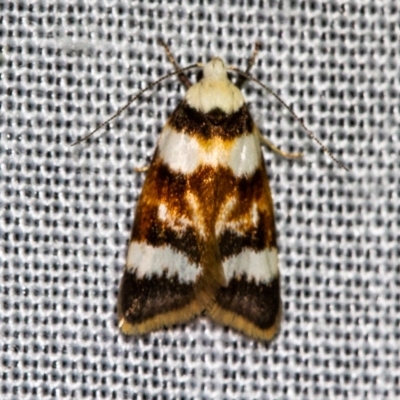 Catacometes phanozona (A Concealer moth) at Tidbinbilla Nature Reserve - 11 Nov 2018 by Thommo17
