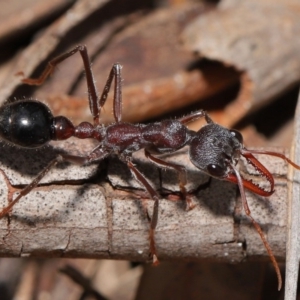 Myrmecia simillima at Hackett, ACT - 8 Feb 2020