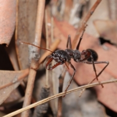 Myrmecia simillima at Hackett, ACT - 8 Feb 2020