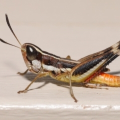 Macrotona securiformis (Inland Macrotona) at Evatt, ACT - 7 Feb 2020 by TimL