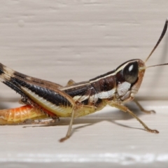 Macrotona securiformis at Evatt, ACT - 7 Feb 2020