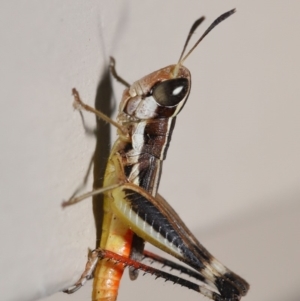 Macrotona securiformis at Evatt, ACT - 7 Feb 2020