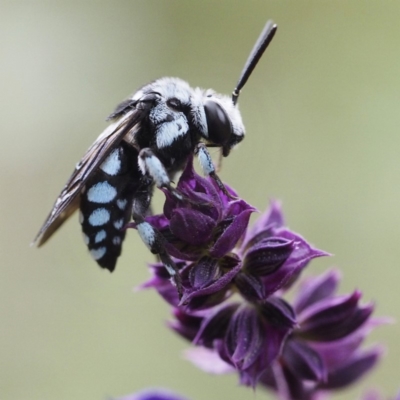 Thyreus caeruleopunctatus (Chequered cuckoo bee) at O'Connor, ACT - 8 Feb 2020 by David