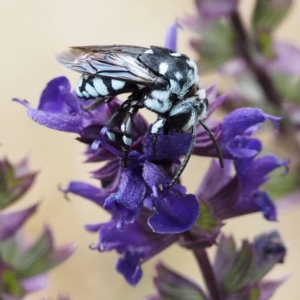 Thyreus caeruleopunctatus at O'Connor, ACT - 8 Feb 2020