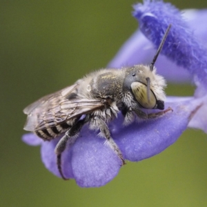 Megachile (Eutricharaea) serricauda at O'Connor, ACT - 8 Feb 2020