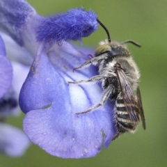 Megachile (Eutricharaea) serricauda at O'Connor, ACT - 8 Feb 2020