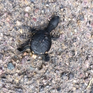 Chelodina longicollis at Giralang, ACT - 8 Feb 2020