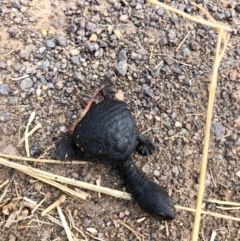 Chelodina longicollis at Giralang, ACT - 8 Feb 2020