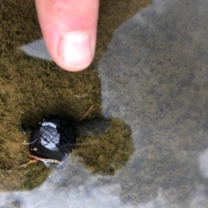 Chelodina longicollis at Giralang, ACT - 8 Feb 2020