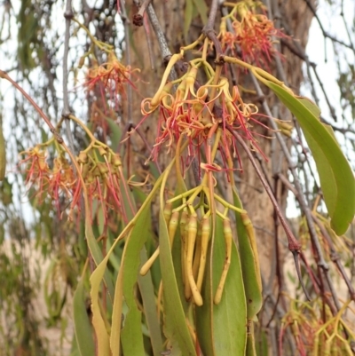 Amyema miquelii (Box Mistletoe) at Mount Painter - 7 Feb 2020 by CathB