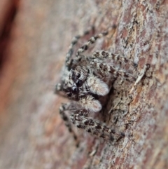 Clynotis severus (Stern Jumping Spider) at Mount Painter - 7 Feb 2020 by CathB