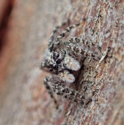 Clynotis severus (Stern Jumping Spider) at Mount Painter - 7 Feb 2020 by CathB