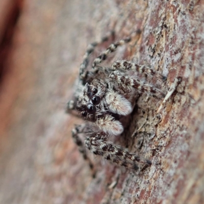 Clynotis severus (Stern Jumping Spider) at Cook, ACT - 7 Feb 2020 by CathB