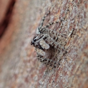 Clynotis severus at Cook, ACT - 7 Feb 2020 04:13 PM