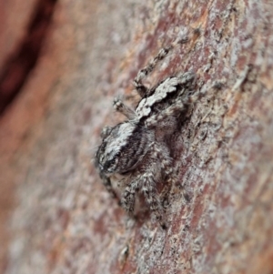 Clynotis severus at Cook, ACT - 7 Feb 2020 04:13 PM