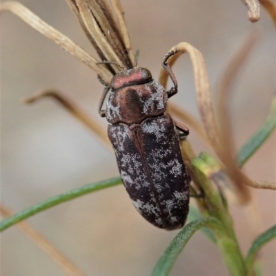 Diphucrania acuducta (Acuducta jewel beetle) at Mount Painter - 6 Feb 2020 by CathB