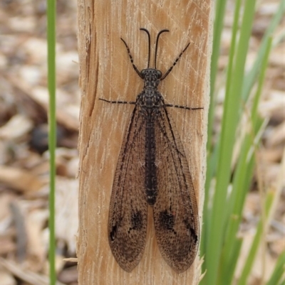 Glenoleon meteoricus (Patch-wing Glenoleon) at Mount Painter - 6 Feb 2020 by CathB