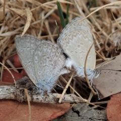 Zizina otis (Common Grass-Blue) at Cook, ACT - 7 Feb 2020 by CathB