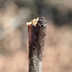 Philobota (genus) (Unidentified Philobota genus moths) at Aranda Bushland - 4 Feb 2020 by CathB