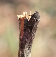 Philobota (genus) at Dunlop, ACT - 5 Feb 2020