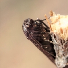 Philobota (genus) at Dunlop, ACT - 5 Feb 2020