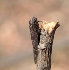 Philobota (genus) at Dunlop, ACT - 5 Feb 2020
