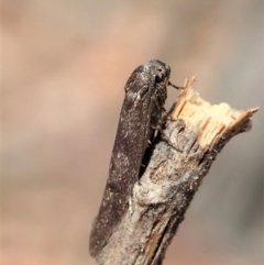 Philobota (genus) at Dunlop, ACT - 5 Feb 2020