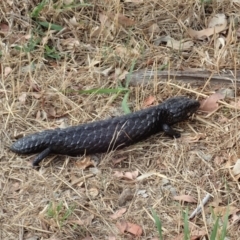 Tiliqua rugosa (Shingleback Lizard) at Mount Painter - 7 Feb 2020 by CathB