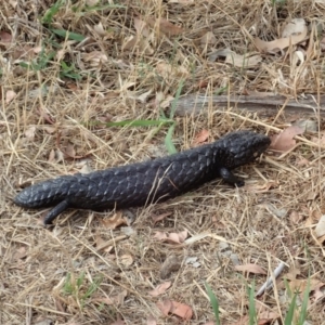 Tiliqua rugosa at Cook, ACT - 7 Feb 2020