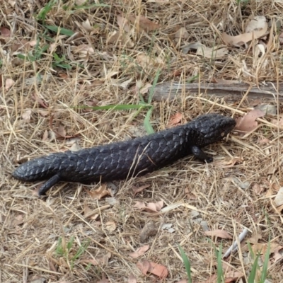 Tiliqua rugosa (Shingleback Lizard) at Mount Painter - 7 Feb 2020 by CathB