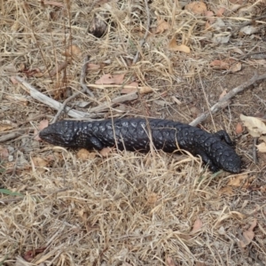 Tiliqua rugosa at Cook, ACT - 7 Feb 2020 04:35 PM