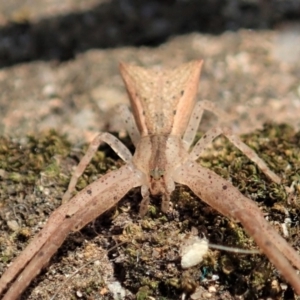 Sidymella trapezia at Cook, ACT - 4 Feb 2020