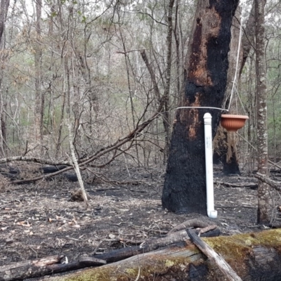 Unidentified Uncategorised at Deua National Park - 8 Feb 2020 by SamF