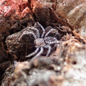 Tharpyna campestrata at Dunlop, ACT - 6 Feb 2020